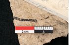 Foto (Detailansicht) von Sequoia couttsiae Heer (NHMW-GEO-2024-0188-8255)